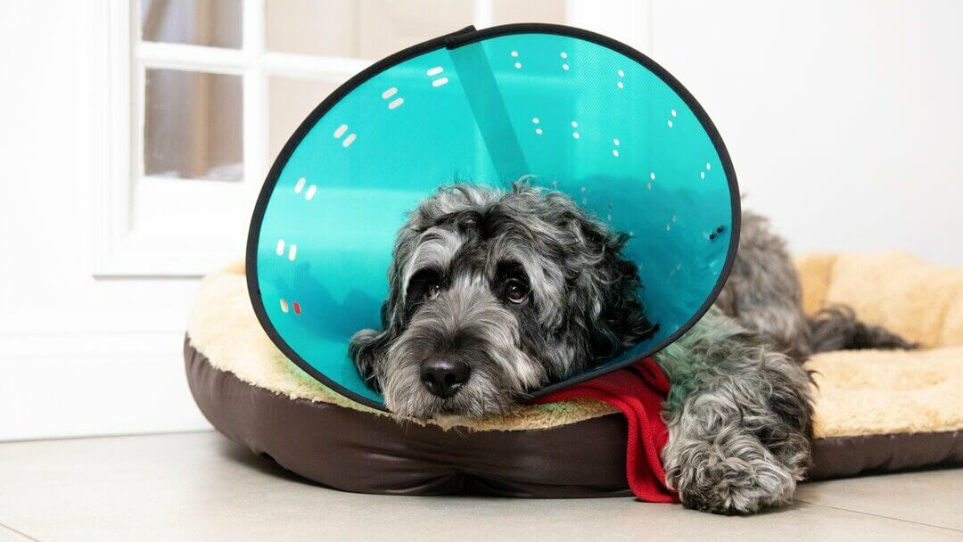 Alternatives to cone shop for neutered dog